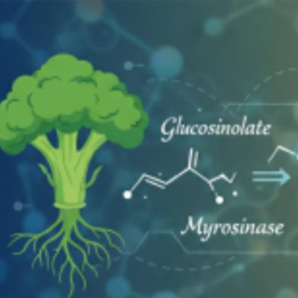 Report on the efficacy of Glucoraphanin and its active metab
